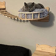 Olive And Felix joined the competition — help win amazing prizes! cat, gray_cat, cat_perch, wooden_perch, fluffy_cushion, wall_mounted, indoor, pet, furniture, couch, pillow, bridge, relaxed, resting, animal, domestic_cat, cozy, living_room, wood, beige_wall