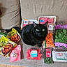 Petunia is registered to the contest to win money with this photo: black_cat, cat, groceries, couch, red_blanket, packaged_food, vegetables, eggs, carrots, spinach, meat, food_packaging, wooden_floor, indoor, pet, animal, green_eyes, sitting, shopping, home