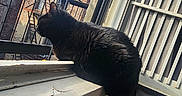 Petunia is registered to the contest to win money with this photo: cat, black_cat, windowsill, window, fire_escape, brick_building, urban, sky, daylight, pet, animal, feline, indoor, looking_outside, architecture, metal_structure, shadow, quiet, resting, curious