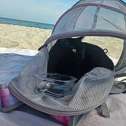 Petunia is registered to the contest to win money with this photo: black_cat, cat, mesh_carrier, beach, sand, ocean, blue_sky, glass_dish, pet_carrier, towel, outdoor, sunlight, animal, resting, curious, summer, vacation, relaxation, pet, daytime
