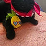 black_cat, cat, indoor, plush_toy, pineapple_toy, red_bandana, pet, yellow_eyes, fabric_surface, window, fan, bed, cushion, relaxed, cute, animal, feline, toy, cozy, playful