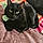 Petunia