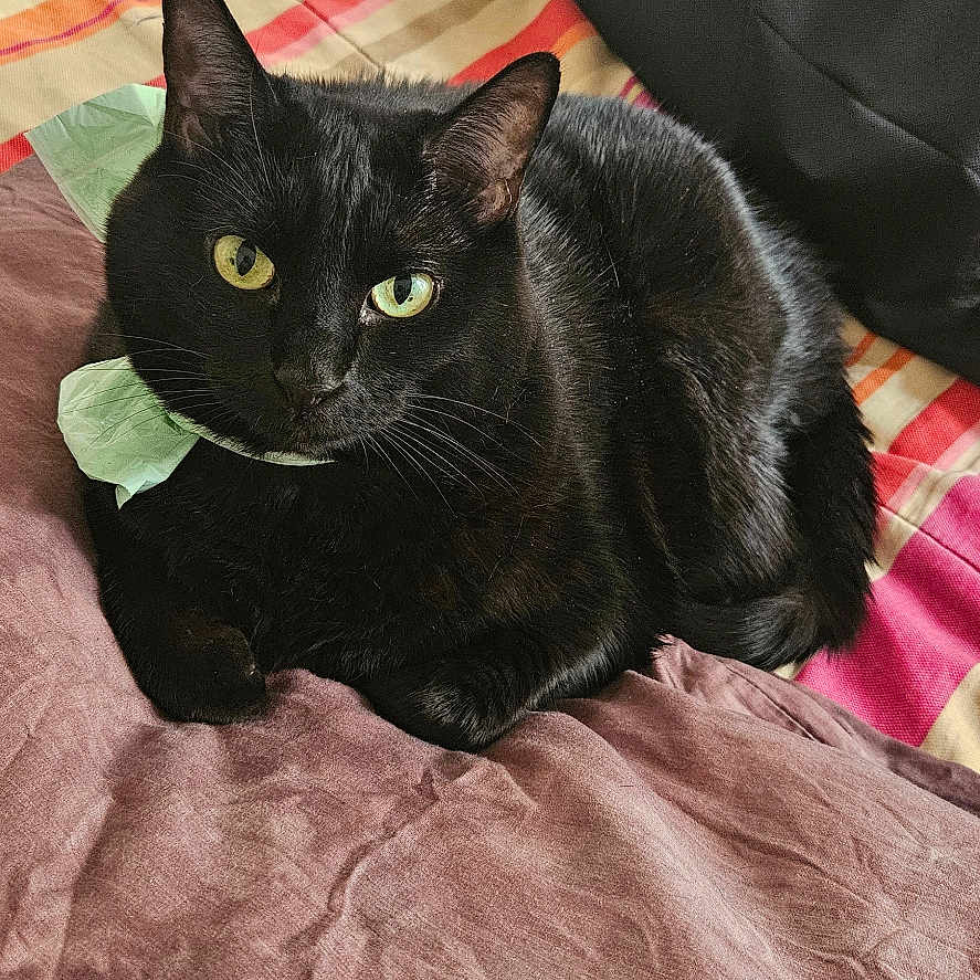 Petunia joined the competition — help win amazing prizes! black_cat, cat, pet, indoor, bedspread, striped_blanket, green_eyes, collar, feline, resting, cozy, domestic, fur, animal, household, cat_tree, wooden_floor, relaxed, cute, companion