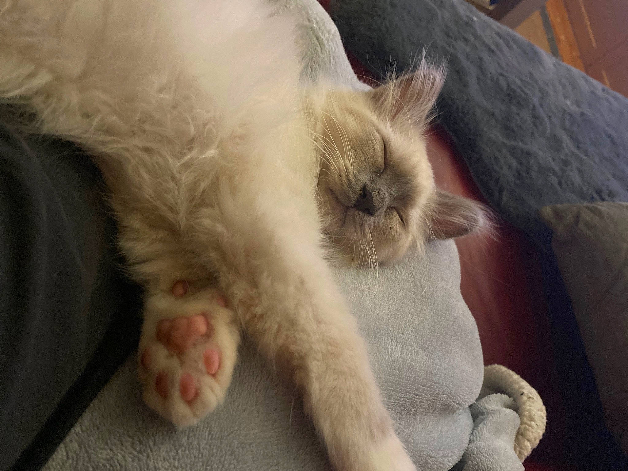 Tétris a rejoint le concours — aidez-le/la à gagner de superbes lots ! carnivore, cat, claw, comfort, domestic_short_haired_cat, fawn, felidae, foot, fur, nap, paw, small_to_medium_sized_cats, snout, tail, terrestrial_animal, whiskers