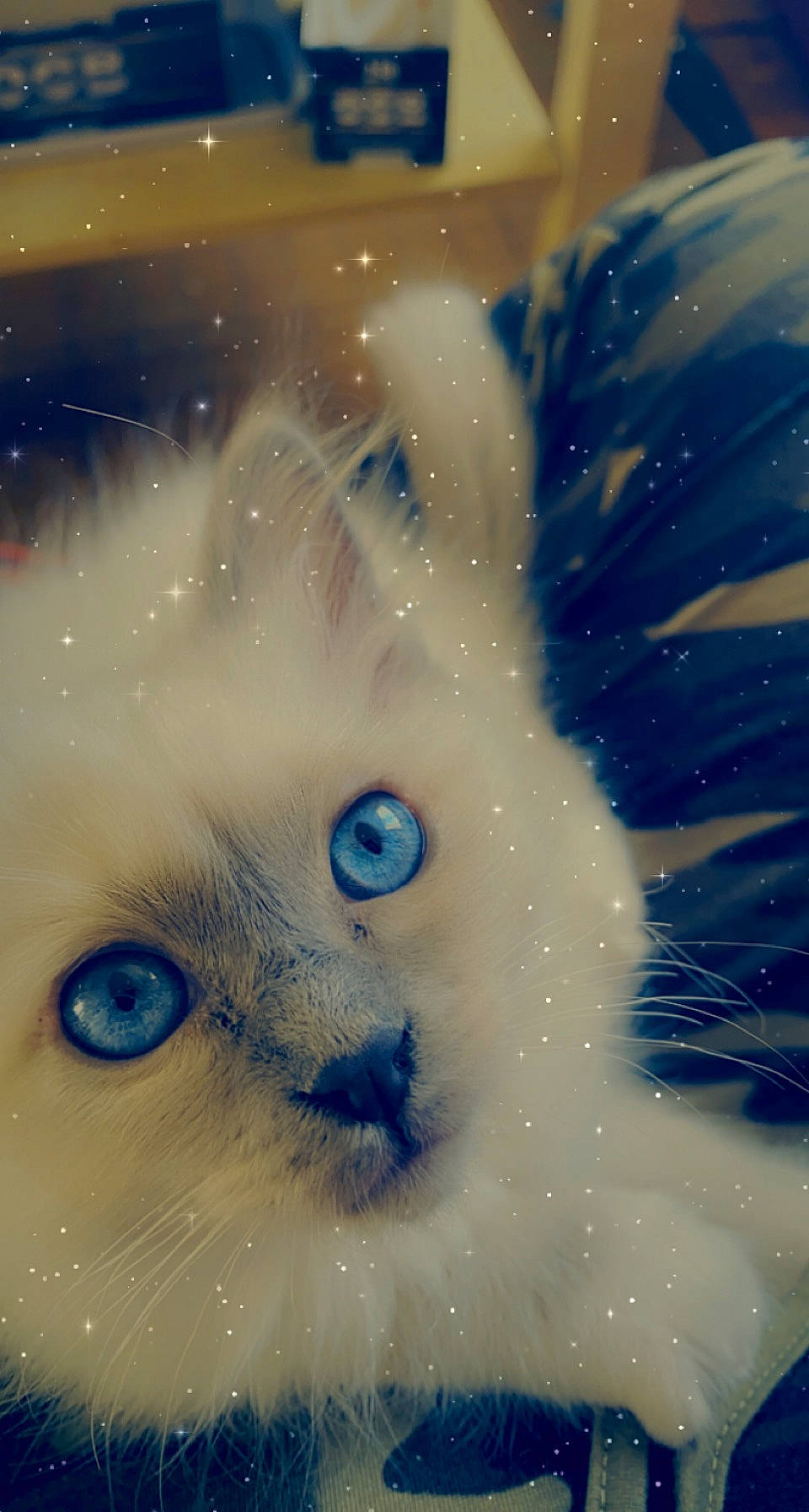 Tétris participe au concours pour gagner de l'argent avec cette photo : art, carnivore, cat, electric_blue, eye, eyebrow, eyelash, felidae, fur, graphics, head, iris, nose, paint, painting, small_to_medium_sized_cats, snout, visual_arts, whiskers, window