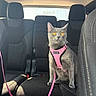 Calypso joined the competition — help win amazing prizes! cat, gray_cat, pet, animal, car_interior, car_seat, harness, leash, pink_harness, amber_eyes, sunlight, indoor, vehicle, seat, feline, domestic_animal, curious, alert, sitting, transportation