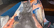 Calypso is registered to the contest to win money with this photo: cat, gray_cat, blanket, living_room, television, furniture, relaxation, cozy, indoor, pet, cute, fur, resting, sprawled, hanging_chair, wooden_table, shelf, decor, home, comfort