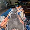 cat, gray_cat, blanket, living_room, television, furniture, relaxation, cozy, indoor, pet, cute, fur, resting, sprawled, hanging_chair, wooden_table, shelf, decor, home, comfort