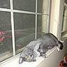 Calypso is registered to the contest to win money with this photo: cat, gray_cat, pet, window, windowsill, indoor, yellow_eyes, sunlight, cozy, upside_down, curtains, flowers, screen, fur, playful, resting, animal, domestic, home, relaxed