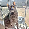 cat, gray_cat, amber_eyes, windowsill, window, screen, sunlight, indoor, pet, animal, curious, feline, domestic_cat, sitting, looking, portrait, daylight, house, window_frame, background