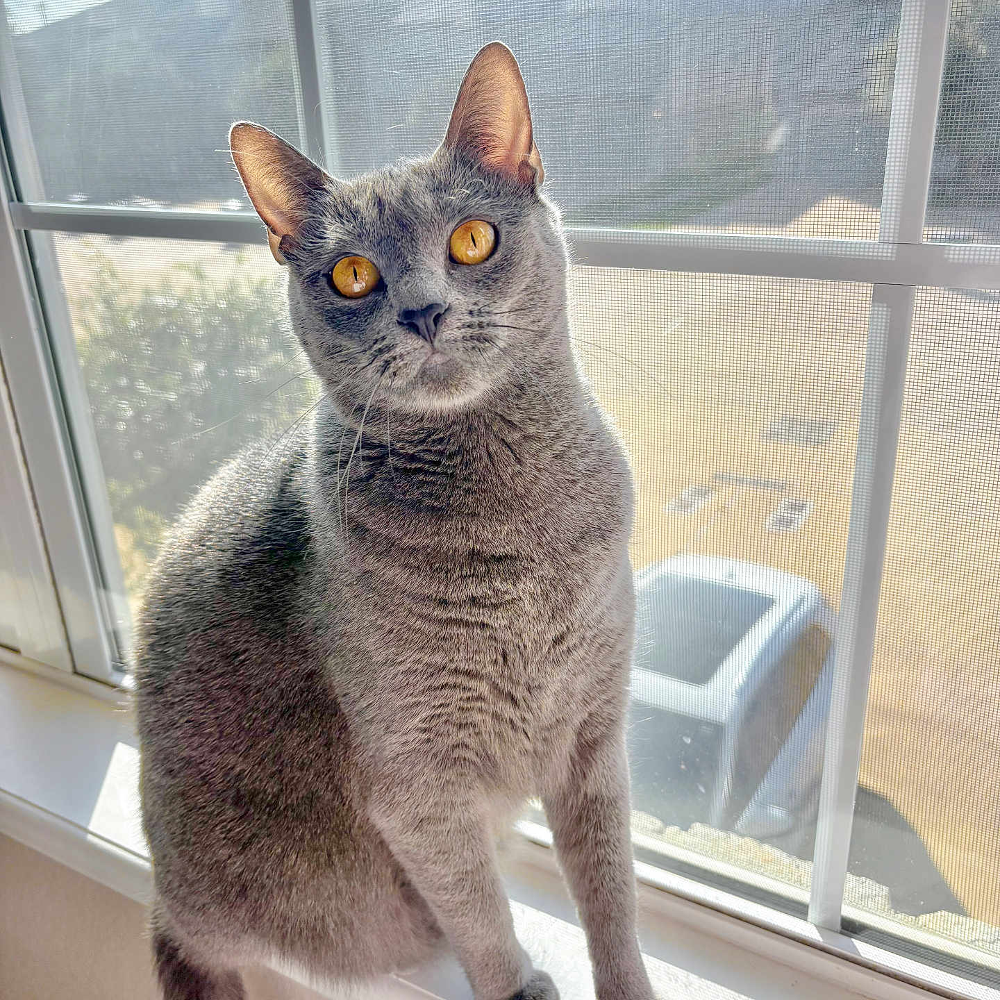 Calypso