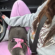 Calypso joined the competition — help win amazing prizes! cat, pet, animal, grey_cat, pink_harness, person, clothing, sweatshirt, pants, seatbelt, car_interior, steering_wheel, hand, lap, fur, comfort, casual, indoor, travel, relaxation