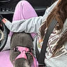 cat, pet, animal, grey_cat, pink_harness, person, clothing, sweatshirt, pants, seatbelt, car_interior, steering_wheel, hand, lap, fur, comfort, casual, indoor, travel, relaxation