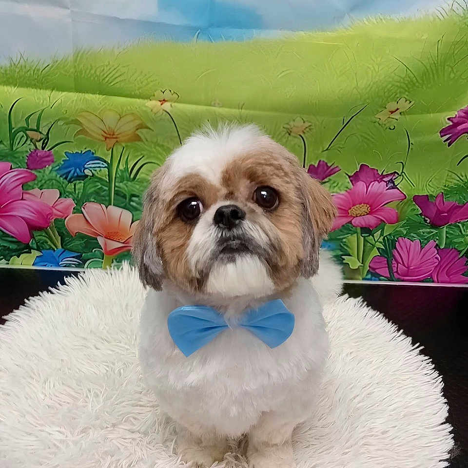 Tacot a rejoint le concours — aidez-le/la à gagner de superbes lots ! adorable, animal, bow_tie, colorful_background, cute, decorative, dog, flowers, fluffy, fur, greenery, indoor, looking_up, pet, portrait, shih_tzu, sitting, small_dog, studio_photo, white_rug