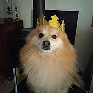 Scotty participe au concours pour gagner de l'argent avec cette photo : accessories, animal, blackboard, canine, clothing, dog, eskimodog, face, furniture, hat, head, indoors, interiordesign, jewelry, lamp, person, pet, photography, portrait, puppy