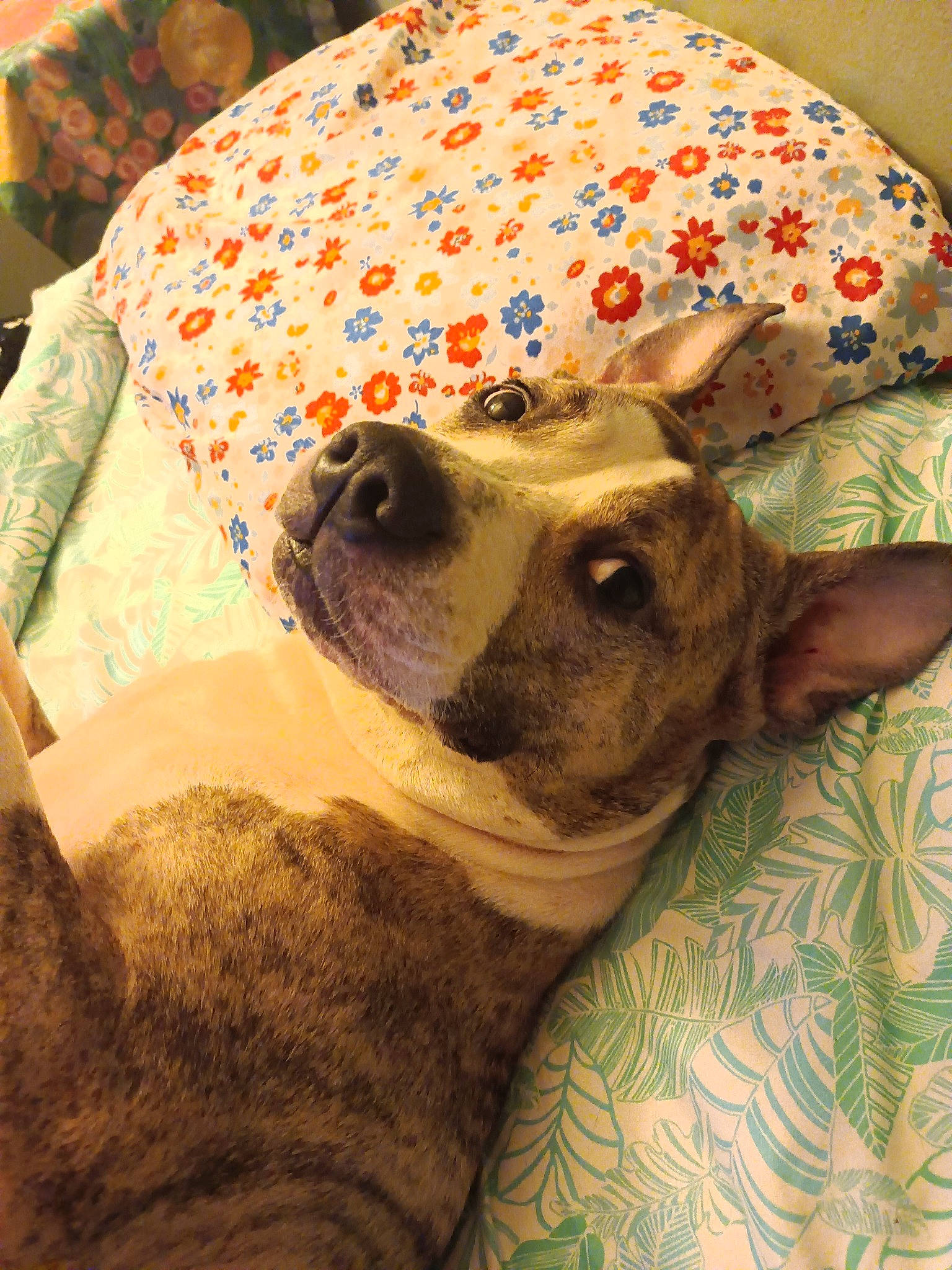 Bailey is registered to the contest to win money with this photo: canidae, carnivore, comfort, companion_dog, couch, dog, dog_breed, dog_supply, ear, fawn, fedora, fur, hat, linens, selfie, snout, sporting_group, toy_dog, whiskers, working_animal