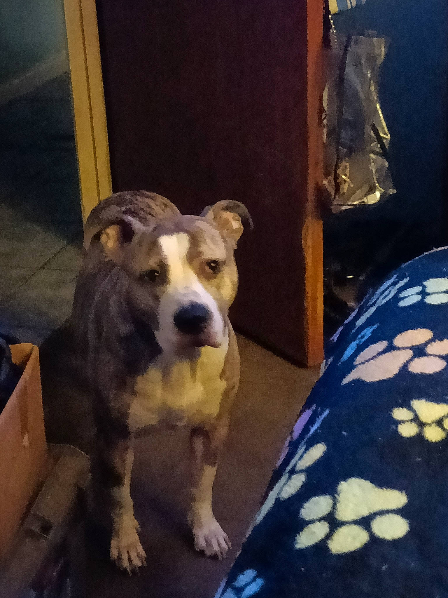 Bailey is registered to the contest to win money with this photo: bedding, bedroom, canidae, comfort, companion_dog, dog, dog_breed, dog_supply, fawn, flooring, guard_dog, home_accessories, linens, non_sporting_group, terrestrial_animal, whiskers, wood, working_animal, working_dog