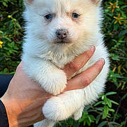 Yuki a rejoint le concours — aidez-le/la à gagner de superbes lots ! adorable, animal, being_held, blue_eyes, close_up, cute, dog, ears, fluffy, foliage, garden, greenery, nature, nose, outdoor, paw, pet, portrait, puppy, white_fur