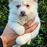 adorable, animal, being_held, blue_eyes, close_up, cute, dog, ears, fluffy, foliage, garden, greenery, nature, nose, outdoor, paw, pet, portrait, puppy, white_fur