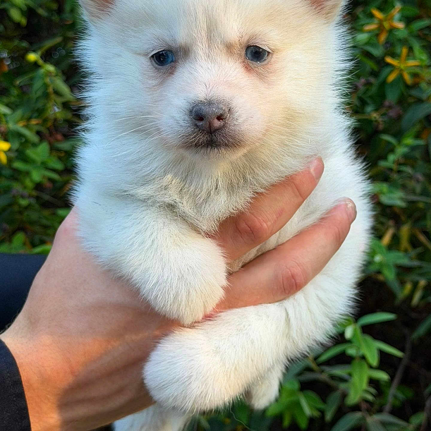 Yuki