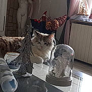 Nina participe au concours pour gagner de l'argent avec cette photo : animal, architecture, building, cat, clothing, couch, footwear, furniture, indoors, interiordesign, livingroom, person, pet, plant, pottedplant, pottery, room, shoe, sneaker, wood