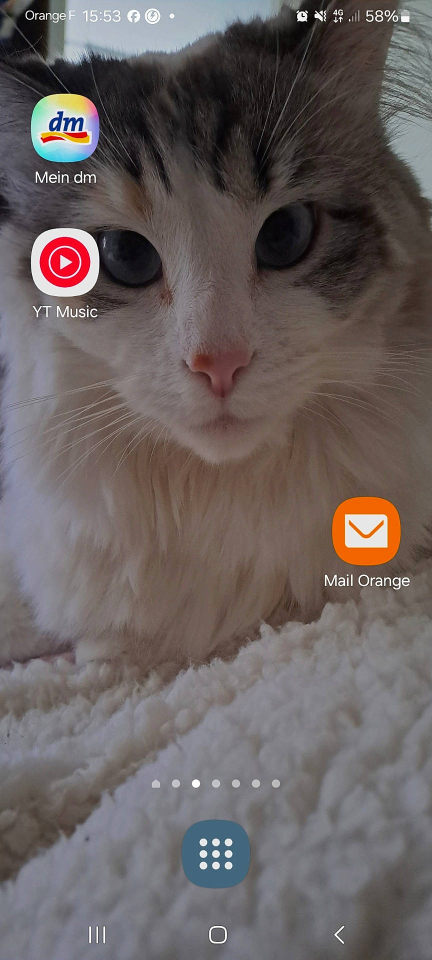 abyssinian, angora, animal, cat, computer, computerhardware, electronics, hardware, homedecor, indoors, kitten, laptop, manx, monitor, pc, pet, screen, siamese, snout, text