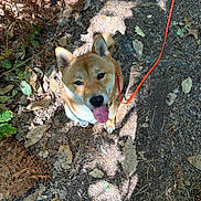 Aïko participe au concours pour gagner de l'argent avec cette photo : animal, canine, dirt, dog, fallen_leaves, ferns, forest, forest_floor, happy, looking_up, nature, outdoors, pet, portrait, puppy, red_leash, shiba_inu, sunlight, tongue_out, woodland