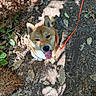 animal, canine, dirt, dog, fallen_leaves, ferns, forest, forest_floor, happy, looking_up, nature, outdoors, pet, portrait, puppy, red_leash, shiba_inu, sunlight, tongue_out, woodland