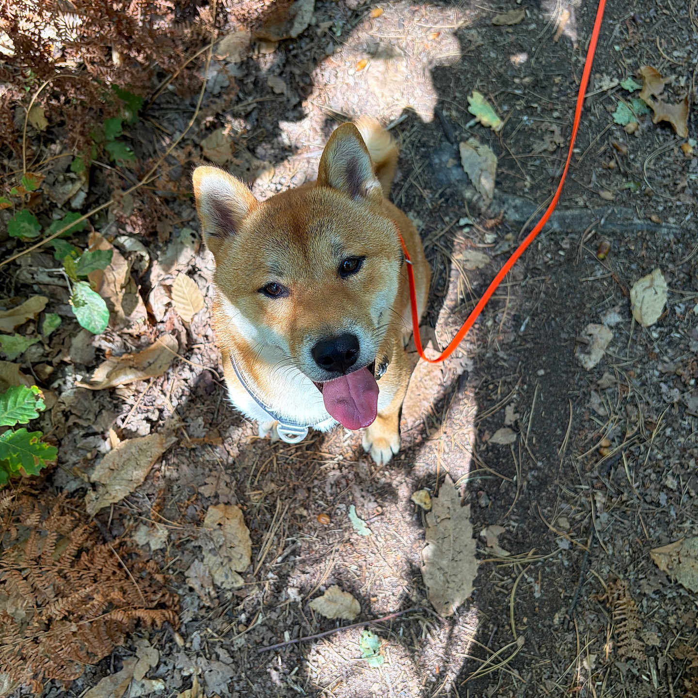 Aïko participe au concours pour gagner de l'argent avec cette photo : animal, canine, dirt, dog, fallen_leaves, ferns, forest, forest_floor, happy, looking_up, nature, outdoors, pet, portrait, puppy, red_leash, shiba_inu, sunlight, tongue_out, woodland