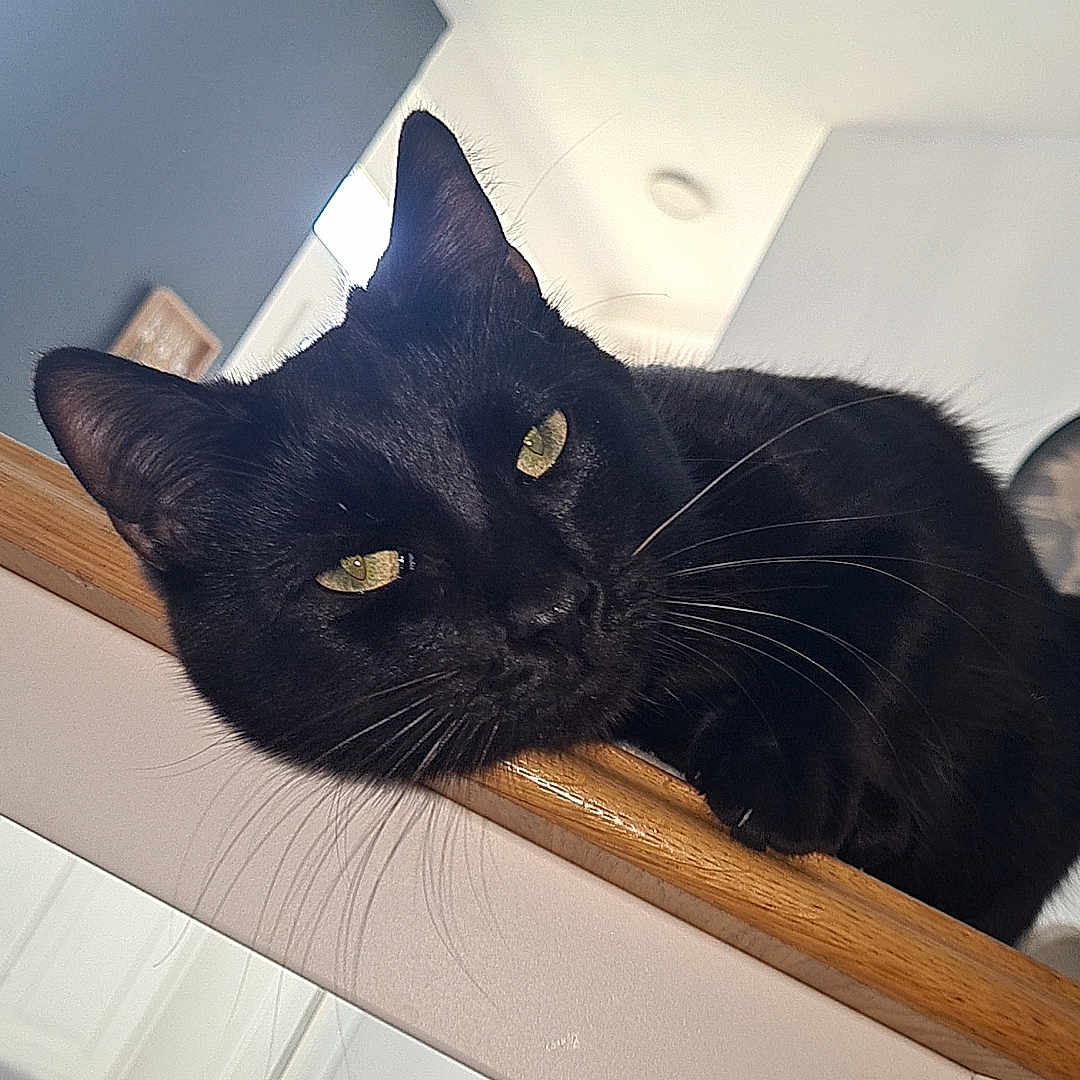 Fryzzer a rejoint le concours — aidez-le/la à gagner de superbes lots ! animal, black_cat, cat, close_up, cozy, domestic_cat, feline, fur, green_eyes, household, indoor, lounging, pet, portrait, relaxed, resting, soft_light, whiskers, wooden_ledge