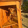 dog, small_dog, wooden_cabinet, wood, sunlight, shadow, outdoor, backyard, grass, trees, daylight, pet, animal, furniture, door_hinge, shelf, canine, collar, sunny, nature
