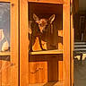 dog, brown_dog, tiny_dog, wooden_cabinet, wooden_shelf, sunlight, shadow, furniture, indoors, curious, pet, small_dog, ears_up, animal, home, wood_texture, natural_light, standing, quiet, cozy