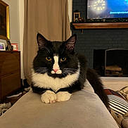 Oliver is registered to the contest to win money with this photo: cat, tuxedo_cat, pet, whiskers, paws, fur, indoor, living_room, couch, armrest, television, fireplace, mantel, curtain, picture_frame, shoes, blanket, cozy, portrait, relaxed