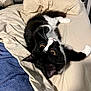 Oliver is registered to the contest to win money with this photo: cat, tuxedo_cat, bed, bedding, pillow, whiskers, eyes, indoor, pet, relaxed, looking_up, black_and_white, fur, cute, mammal, cozy, blanket, lying_down, paws, bedroom