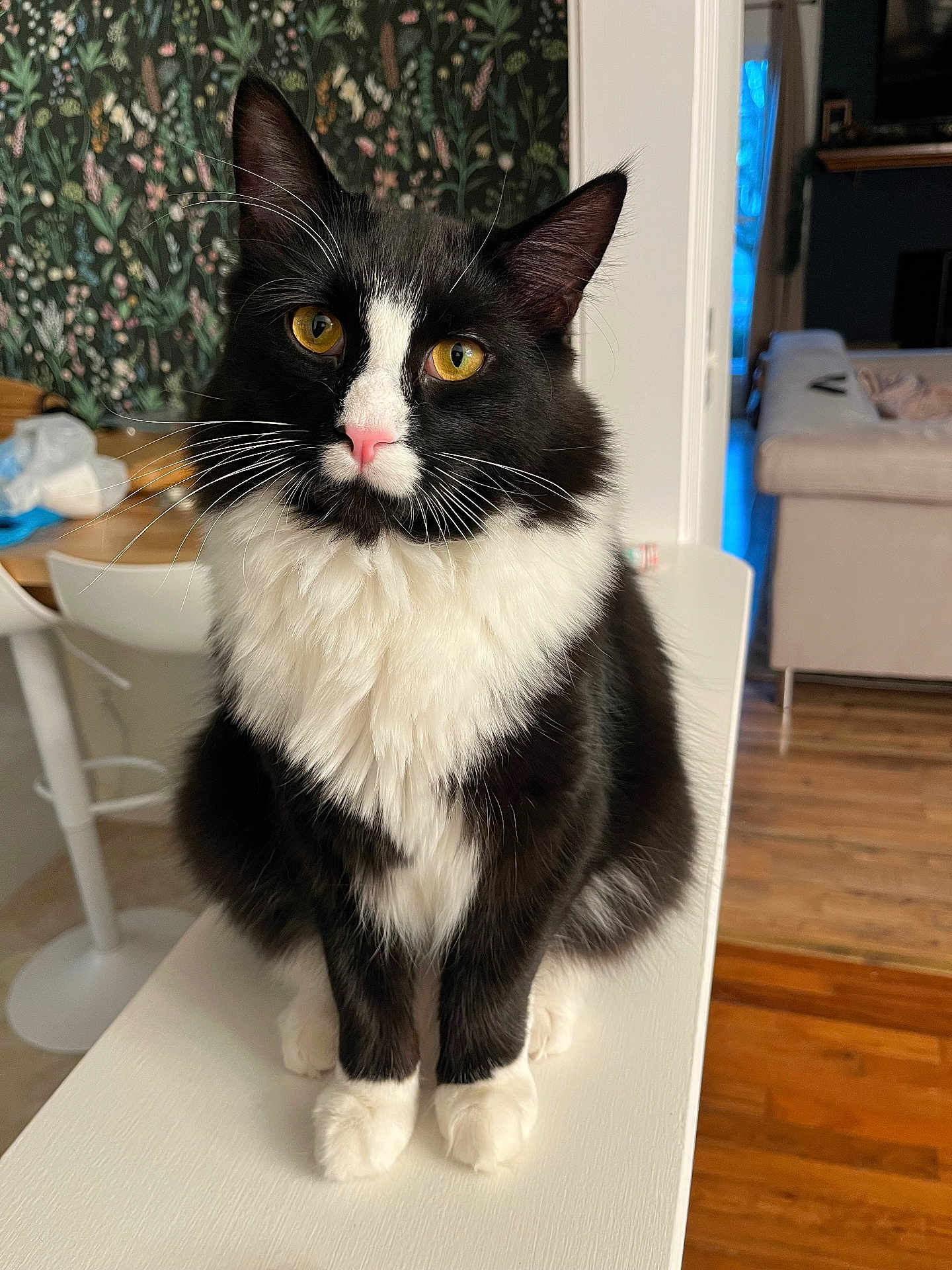 Oliver joined the competition — help win amazing prizes! cat, tuxedo_cat, whiskers, yellow_eyes, pink_nose, long_hair, fur, paws, sitting, close_up, portrait, indoor, home_interior, sofa, wallpaper, wood_floor, curious, pet, domestic_animal, cozy