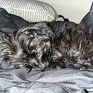 Olive is registered to the contest to win money with this photo: dog, sleeping, black_fur, curled_up, pet, cozy, indoor, pillow, fabric, resting, cute, animal, fur, companion, bedroom, nap, domestic, quiet, soft, peaceful