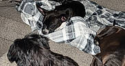 Olive is registered to the contest to win money with this photo: dog, couch, blanket, indoor, resting, relaxing, multiple_dogs, pet, fur, black_dog, brown_dog, small_dog, medium_dog, home, cozy, laying_down, animal, companion, canine, comfort