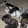 animal, black_dog, blanket, brown_dog, canine, comfort, companion, couch, cozy, dog, fur, home, indoor, laying_down, medium_dog, multiple_dogs, pet, relaxing, resting, small_dog