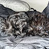 Olive joined the competition — help win amazing prizes! puppy, dog, sleeping, black_fur, curled_up, pet, animal, cozy, indoor, blanket, cushion, resting, cute, fur, small, young, domestic_animal, companion, relaxing, bed