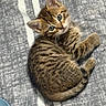 kitten, cat, tabby, pet, animal, fur, cute, small, young, eyes, whiskers, tail, paws, resting, cozy, blanket, indoor, mammal, sleepy, adorable