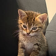 Star joined the competition — help win amazing prizes! kitten, cat, tabby, feline, pet, young, fur, whiskers, ears, eyes, sitting, chair, indoor, cute, small, curious, animal, mammal, domestic, portrait