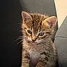 kitten, cat, tabby, feline, pet, young, fur, whiskers, ears, eyes, sitting, chair, indoor, cute, small, curious, animal, mammal, domestic, portrait