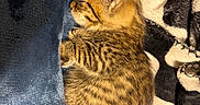 Star joined the competition — help win amazing prizes! kitten, cat, sleeping, tabby, fur, pet, cozy, blanket, fleece, striped, animal, cute, small, resting, indoors, soft, warm, cute_pet, domestic_cat, furry