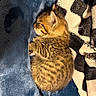 kitten, cat, sleeping, tabby, fur, pet, cozy, blanket, fleece, striped, animal, cute, small, resting, indoors, soft, warm, cute_pet, domestic_cat, furry