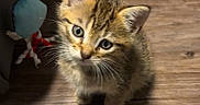 Star is registered to the contest to win money with this photo: adorable, animal, cat, curious, cute, domestic, ears, feline, floor, fur, indoor, kitten, looking_up, pet, shadow, small, toy, whiskers, wooden_floor, young