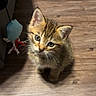 kitten, cat, pet, animal, cute, small, fur, whiskers, ears, floor, wooden_floor, toy, indoor, shadow, looking_up, curious, domestic, young, feline, adorable