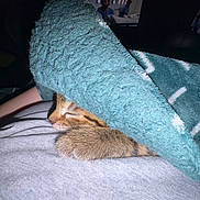 Star joined the competition — help win amazing prizes! animal, blanket, cat, closeup, clothing, comfort, cozy, cute, fur, human, indoor, kitten, nap, pet, relaxation, resting, sleeping, soft, teal, warm
