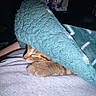 animal, blanket, cat, closeup, clothing, comfort, cozy, cute, fur, human, indoor, kitten, nap, pet, relaxation, resting, sleeping, soft, teal, warm
