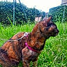 animal, blur, cat, daylight, domestic_animal, feline, fur, garden, grass, greenery, harness, hedge, leash, nature, outdoor, pet, plant, pole, side_view, tortoiseshell_cat