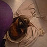 animal, bag, bag_handle, cat, cozy, curiosity, curious, curled, domestic, eyes, floor, furniture, home, indoor, light, looking_up, pet, purple_object, sitting, tortoiseshell